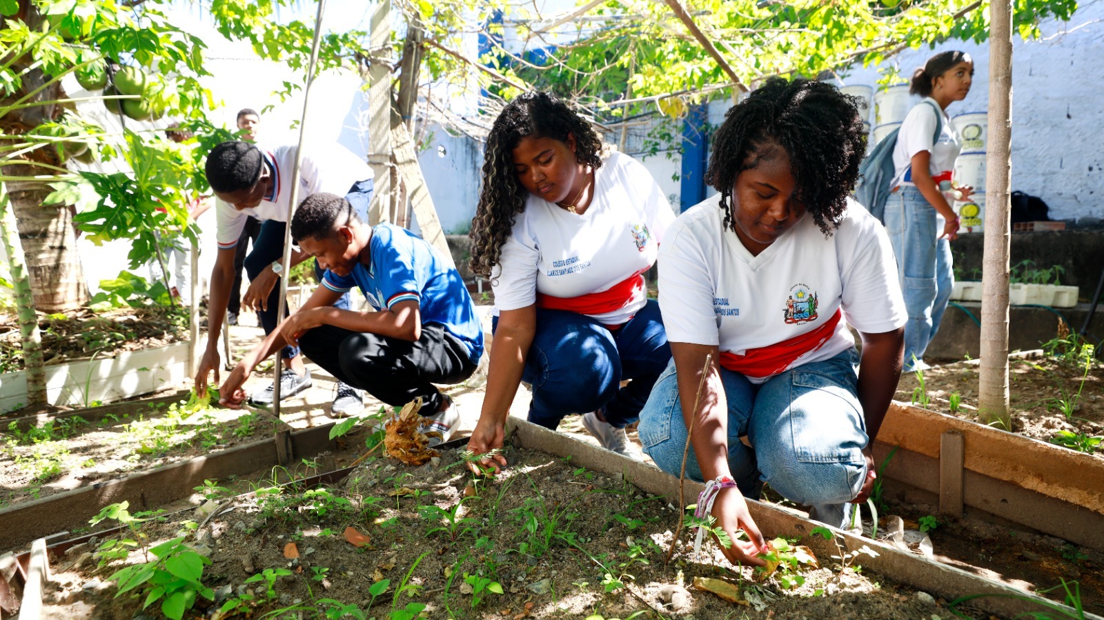 ​Estudantes de colégio de tempo integral transformam escola em espaço de educação ambiental e agroflorestamento